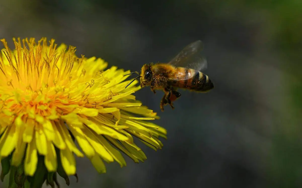 Temporada de abejas 2022